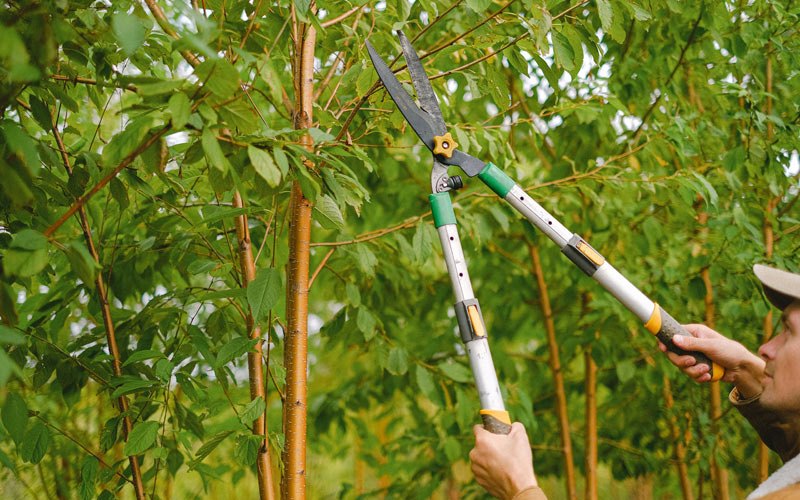 Tree trimming in Shelby, MT